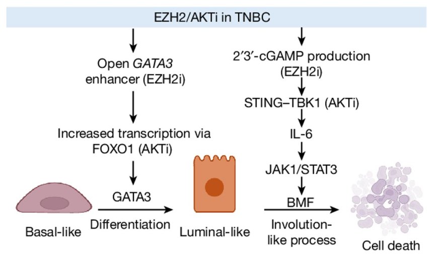 AKT and EZH2 inhibitors kill TNBCs by hijacking mechanisms of involution