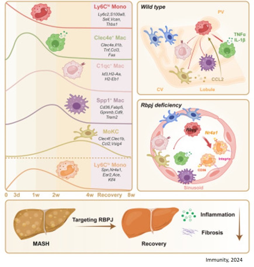 Key protein in the inflammatory pathway driving fatty liver disease