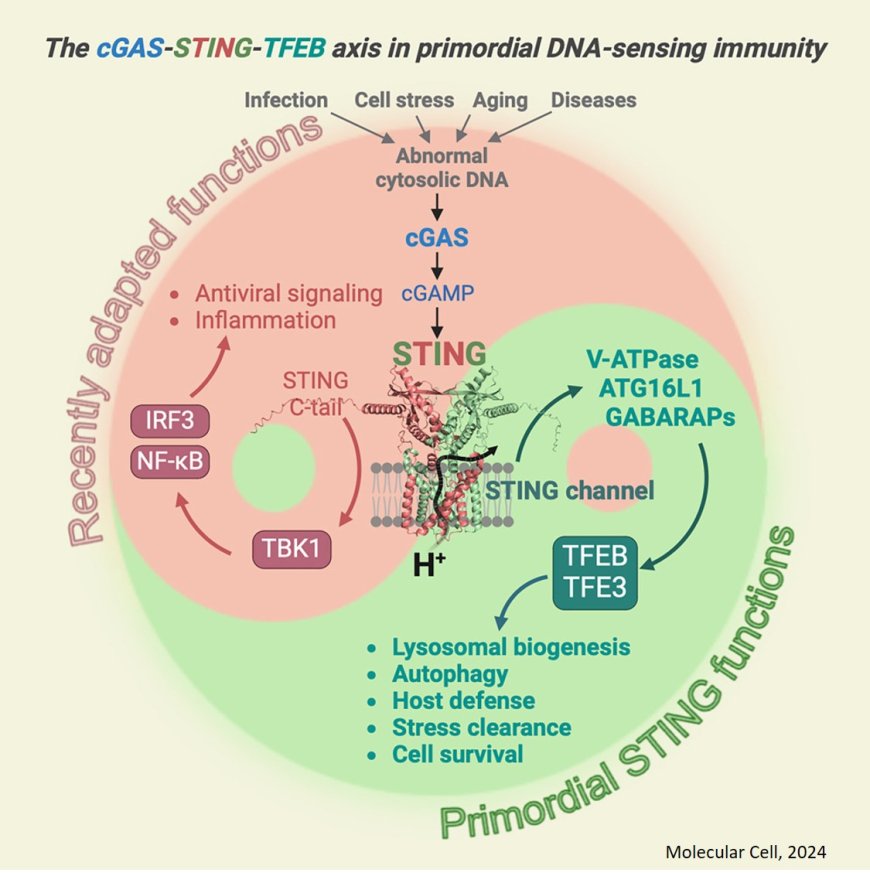 A TBK1-independent primordial function of STING in lysosomal biogenesis