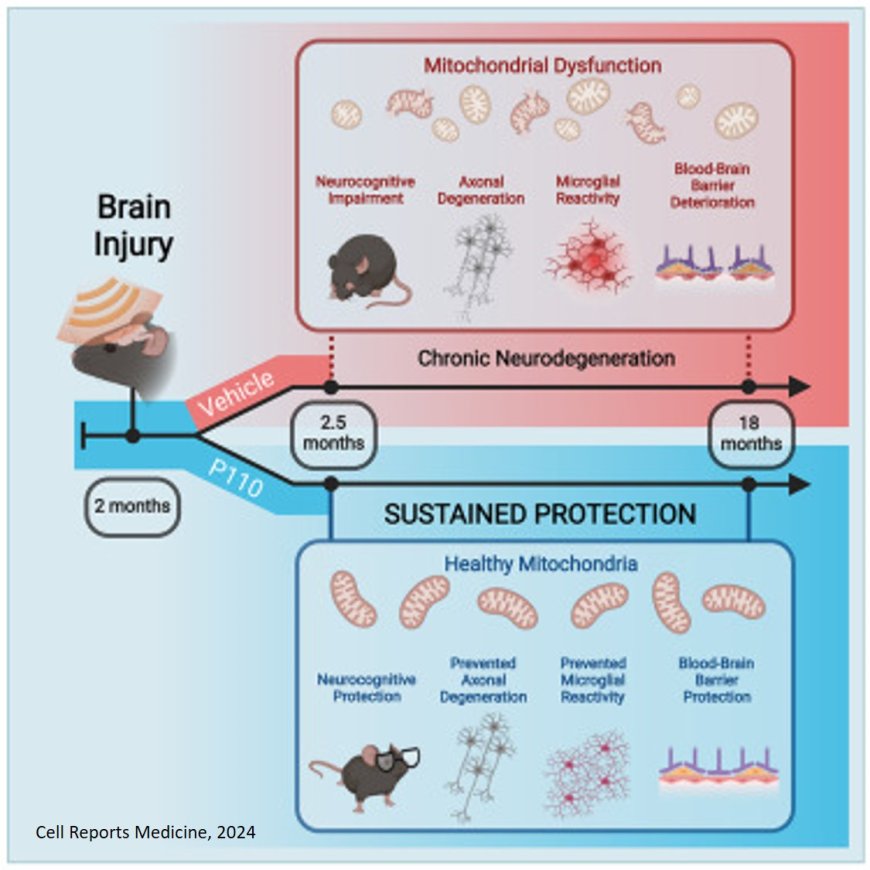 Acutely blocking excessive mitochondrial fission prevents chronic neurodegeneration after traumatic brain injury