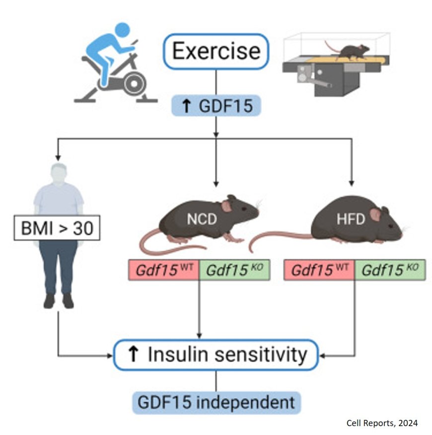 GDF15 is dispensable for the insulin-sensitizing effects of chronic exercise