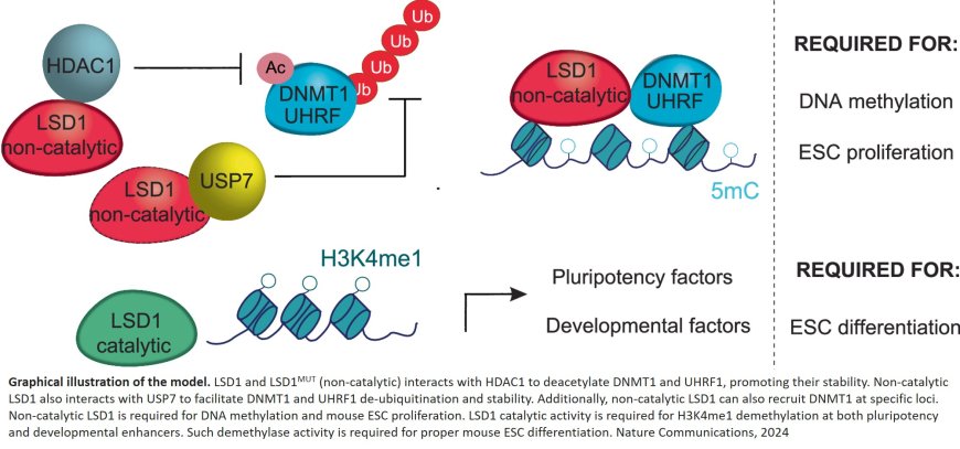 Controlling DNA methylation in mouse ESCs