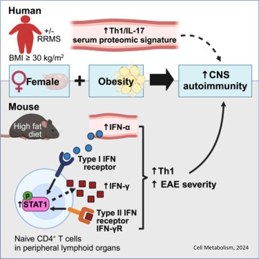 Obesity intensifies sex-specific interferon signaling to selectively worsen central nervous system autoimmunity in females