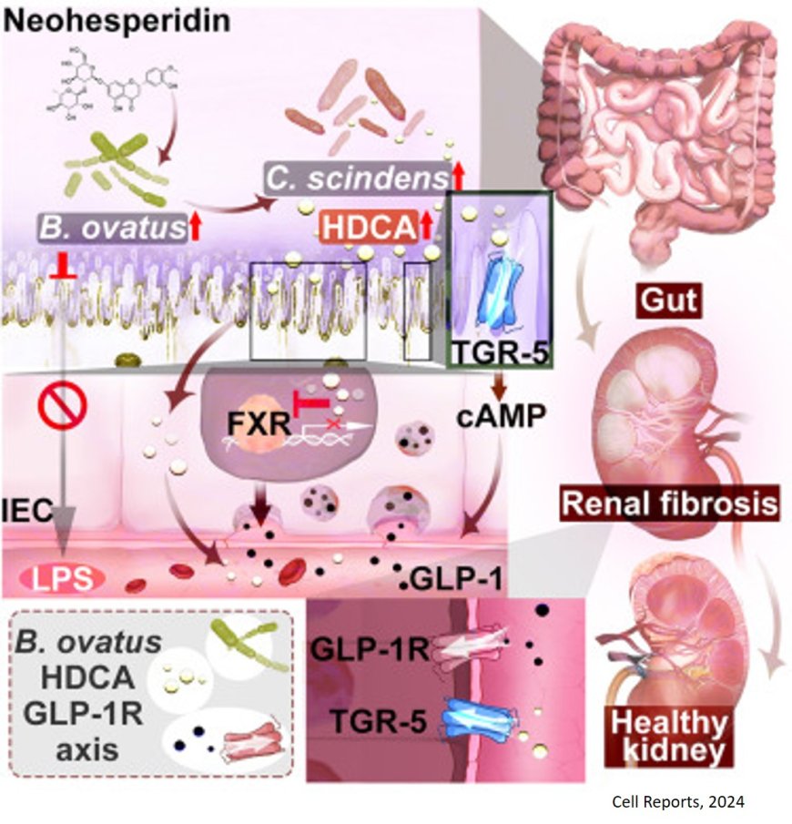 Gut Bacteroides ovatus ameliorates renal fibrosis by promoting the production of HDCA through upregulation of Clostridium scindens