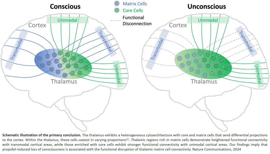 Propofol disrupts the functional core-matrix architecture of the thalamus in humans