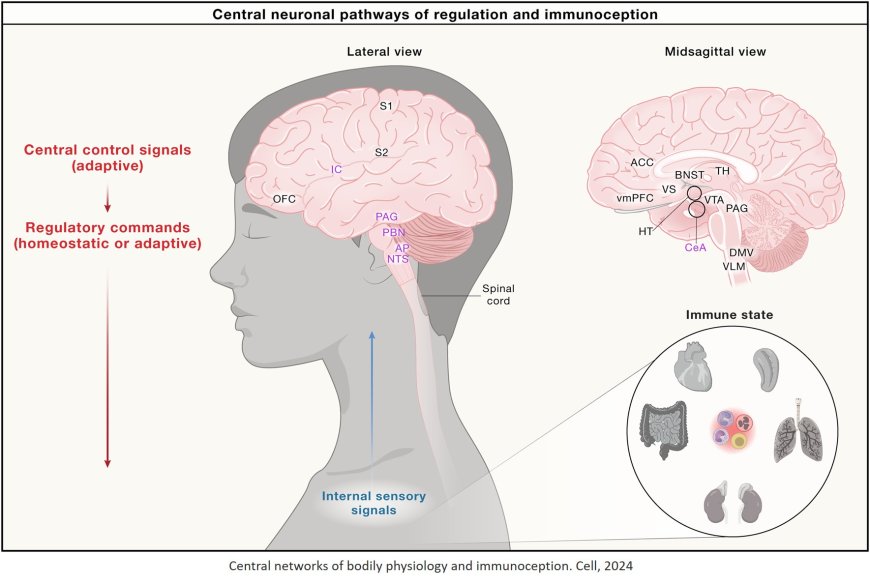 Brain-body physiology: Local, reflex, and central communication