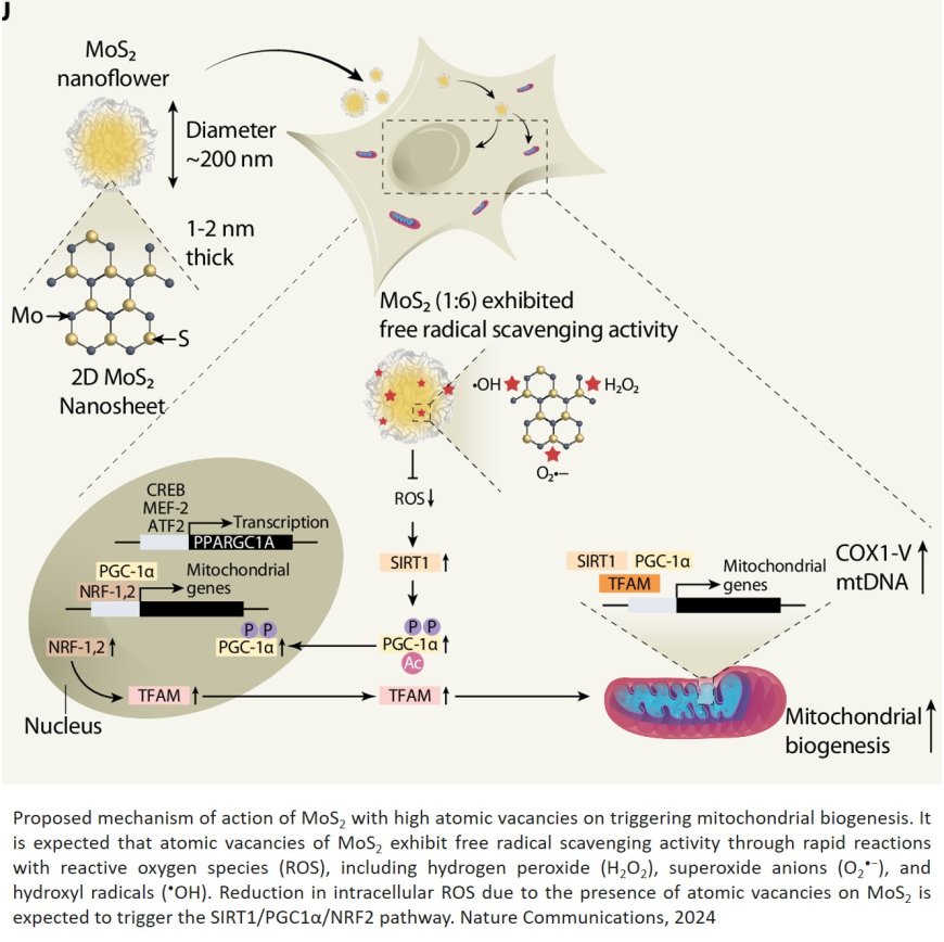 Can we ‘recharge’ our cells?