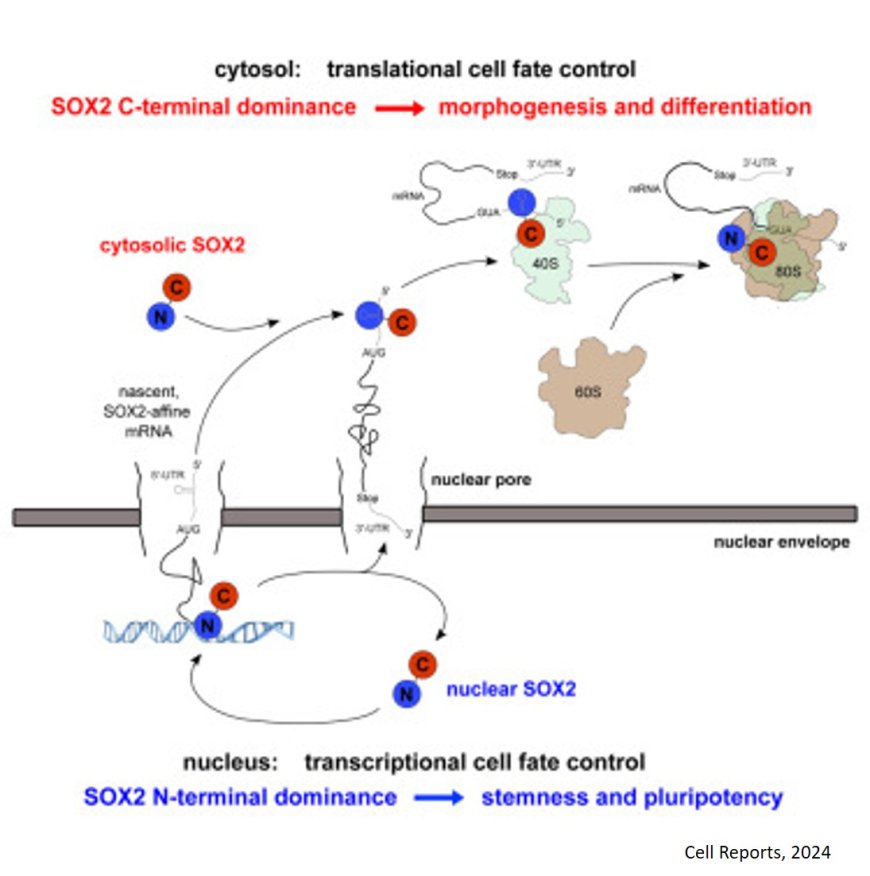 Nuclear and cytosolic fractions of SOX2 synergize as transcriptional and translational co-regulators of cell fate