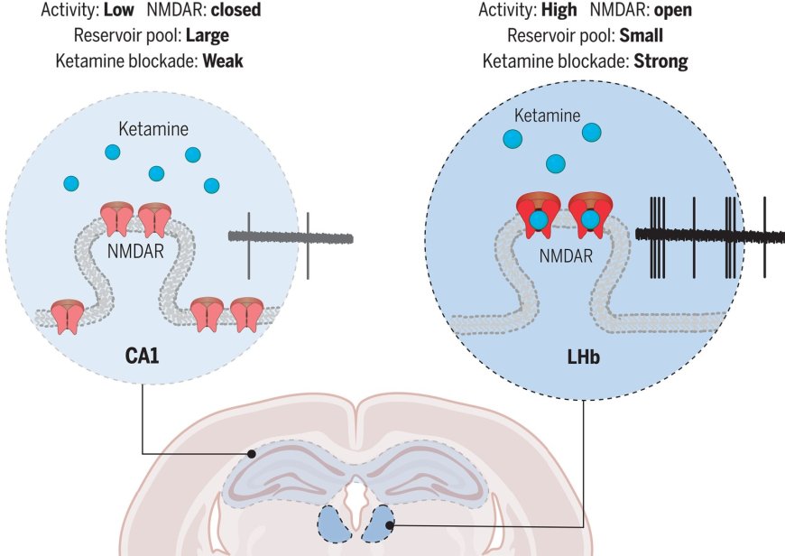 Brain region–specific action of ketamine as a rapid antidepressant