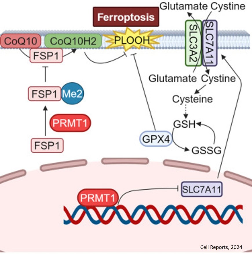 CRISPR screening identifies PRMT1 as a key pro- ferroptotic gene via a two-layer regulatory  mechanism