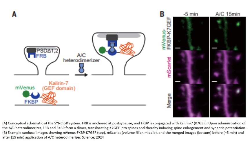 Prefrontal synaptic regulation of homeostatic sleep pressure revealed through synaptic chemogenetics