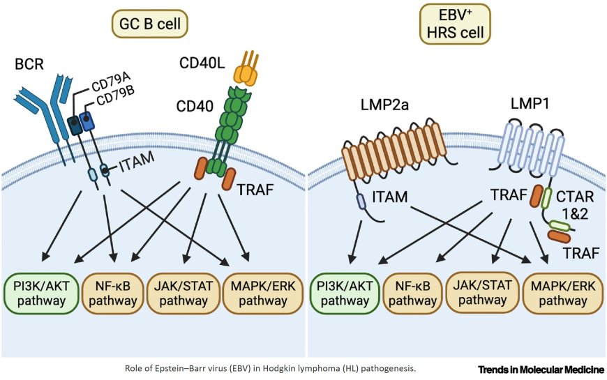 Advances in Hodgkin lymphoma research