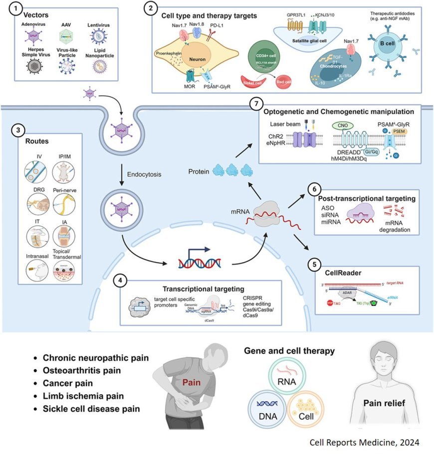 Gene therapy for chronic pain management