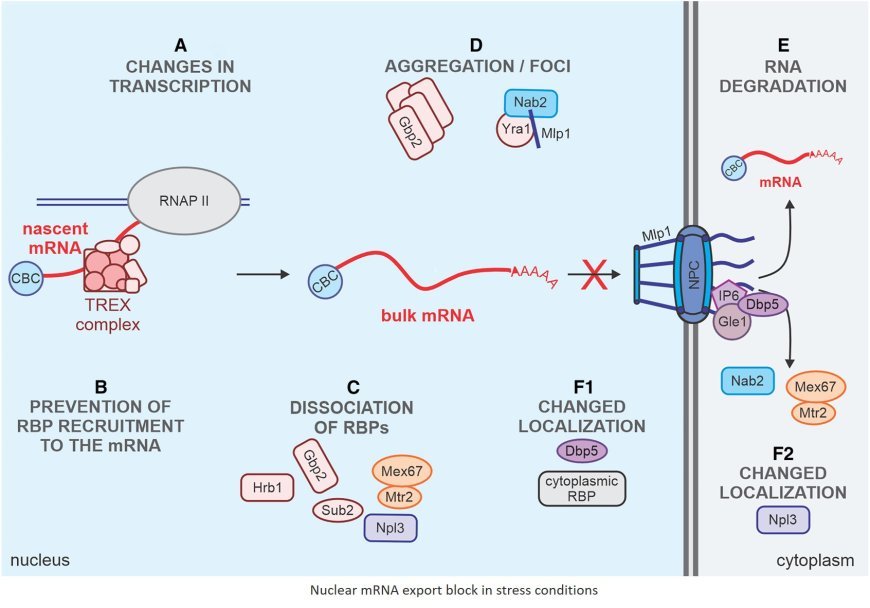 Understanding nuclear mRNA export