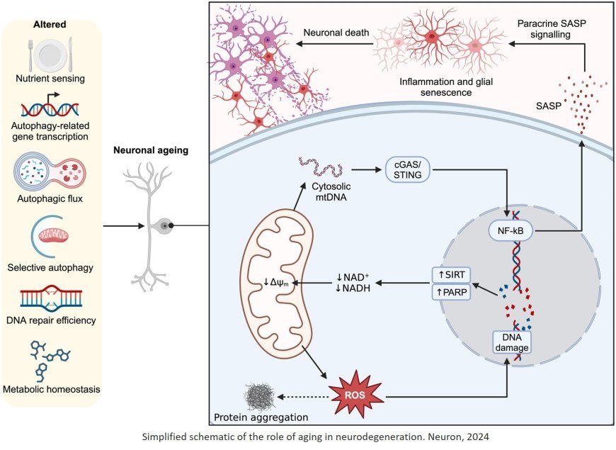 Autophagy, aging, and age-related neurodegeneration