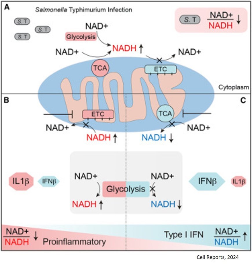 NAD+/NADH ratio linked to bacterial infection mediated alterations in innate immunity