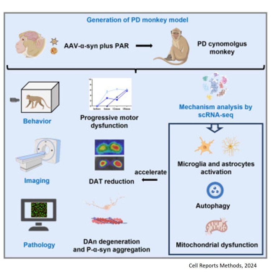 An accelerated Parkinson’s disease monkey model using AAV-a-synuclein plus poly(ADP-ribose)