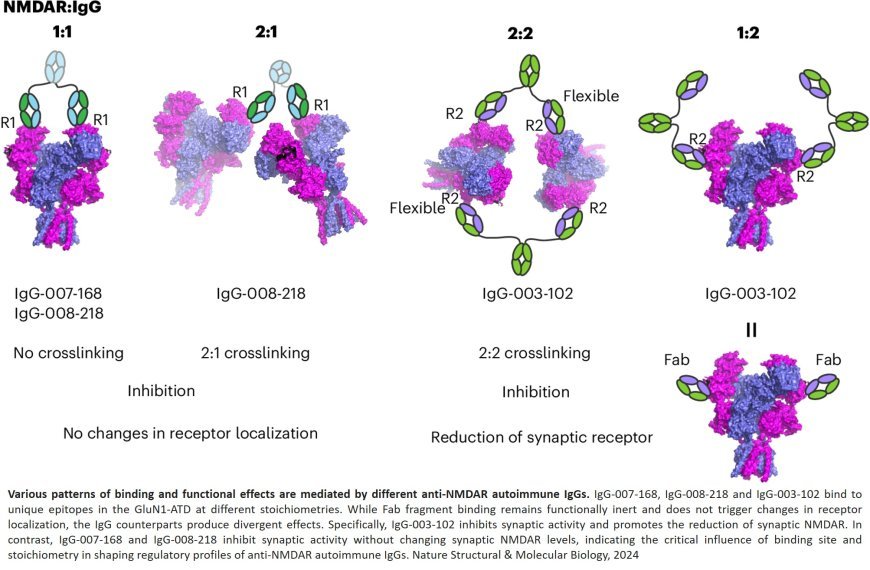 Mechanisms of anti-NMDAR autoimmune encephalitis