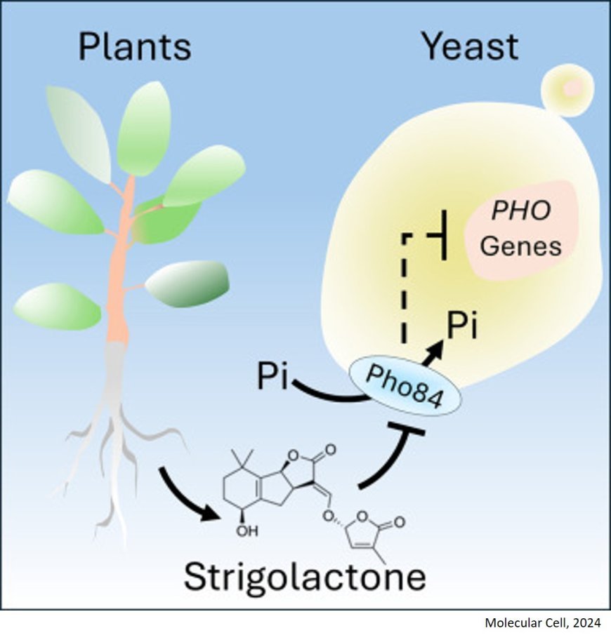 Decoding plant-to-fungi communication