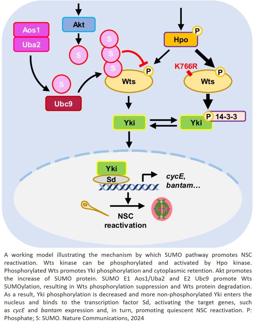 Mechanism to reactivate dormant neural stem cells