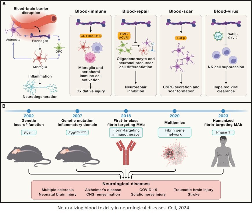 Pioneering discovery and therapeutics at the brain-vascular-immune interface