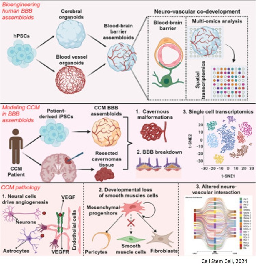 Modeling blood-brain barrier formation and cerebral cavernous malformations in human PSC-derived organoids