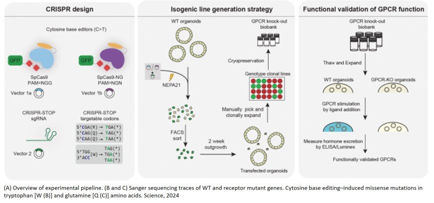 Human intestinal nutrient sensors