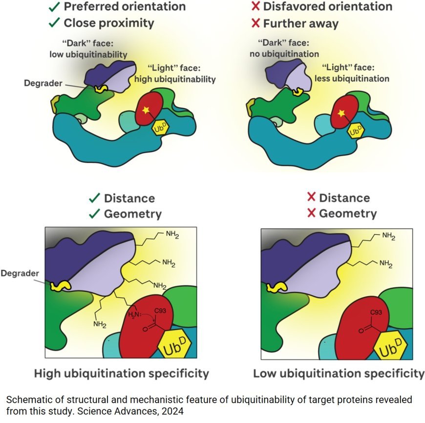 Targeted protein degradation