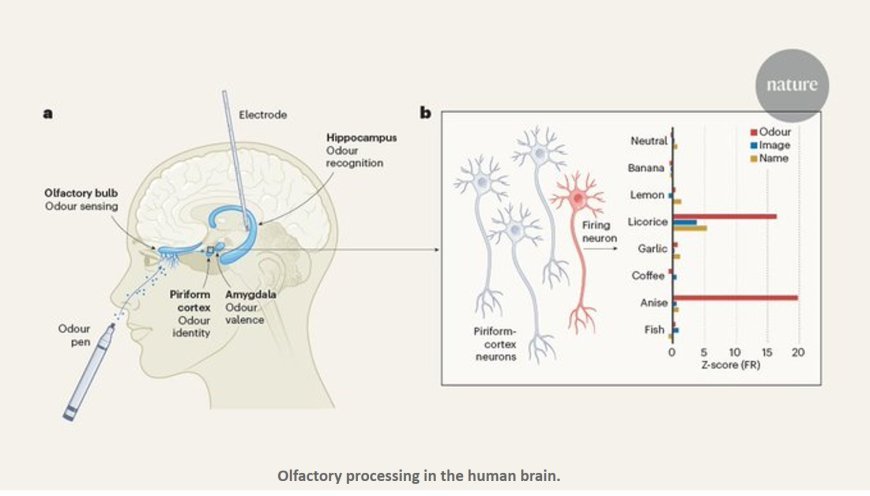 How odours are processed in the brain