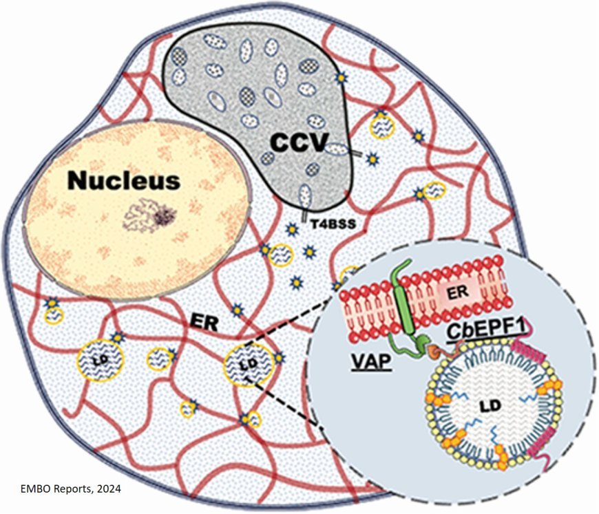 How bacteria controls host lipid droplets