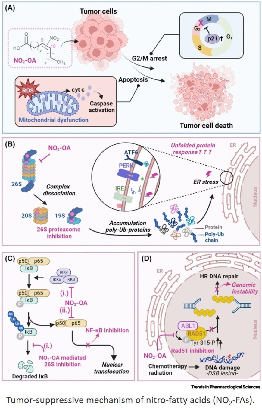 Nitro-fatty acids: promising agents for the development of new cancer therapeutics