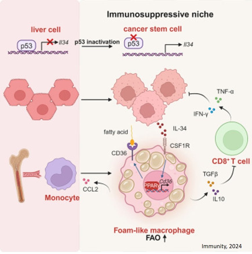 Interleukin-34-orchestrated tumor-associated macrophage reprogramming is required for tumor immune escape driven by p53 inactivation