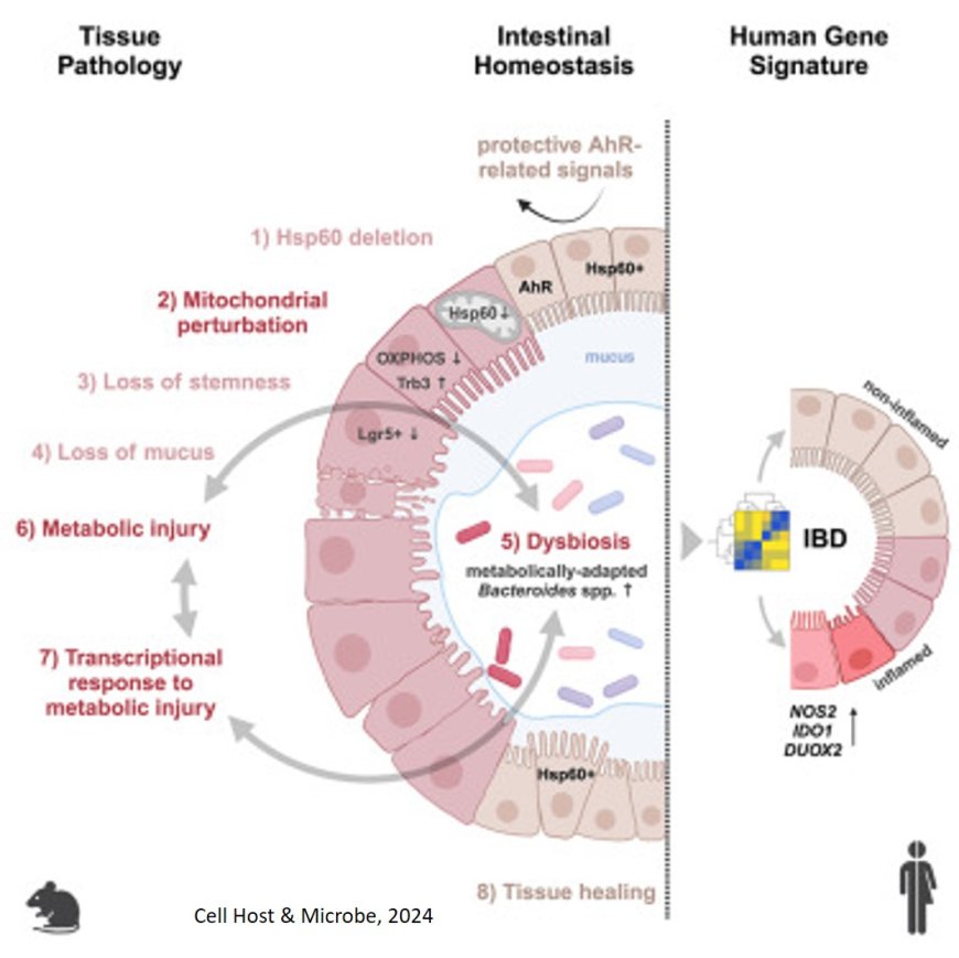 Dysfunctional mitochondria disrupt the gut microbiome in Crohn’s disease