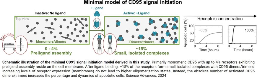 What triggers the programmed cell death mechanism?