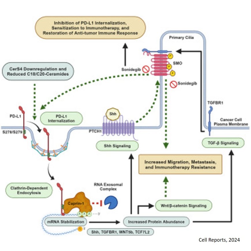 Ceramide and  triple-negative breast cancer