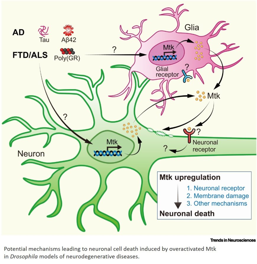 Antimicrobial peptides in innate immunity, neuronal function, and neurodegeneration