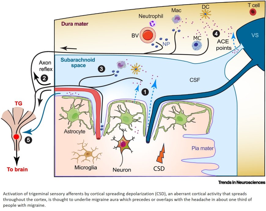 Meningeal brain borders and migraine headache genesis