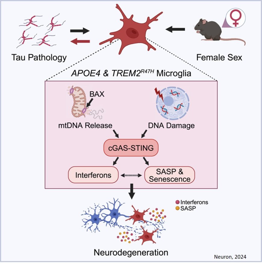 Alzheimer’s genetic risk factors spark inflammation in females