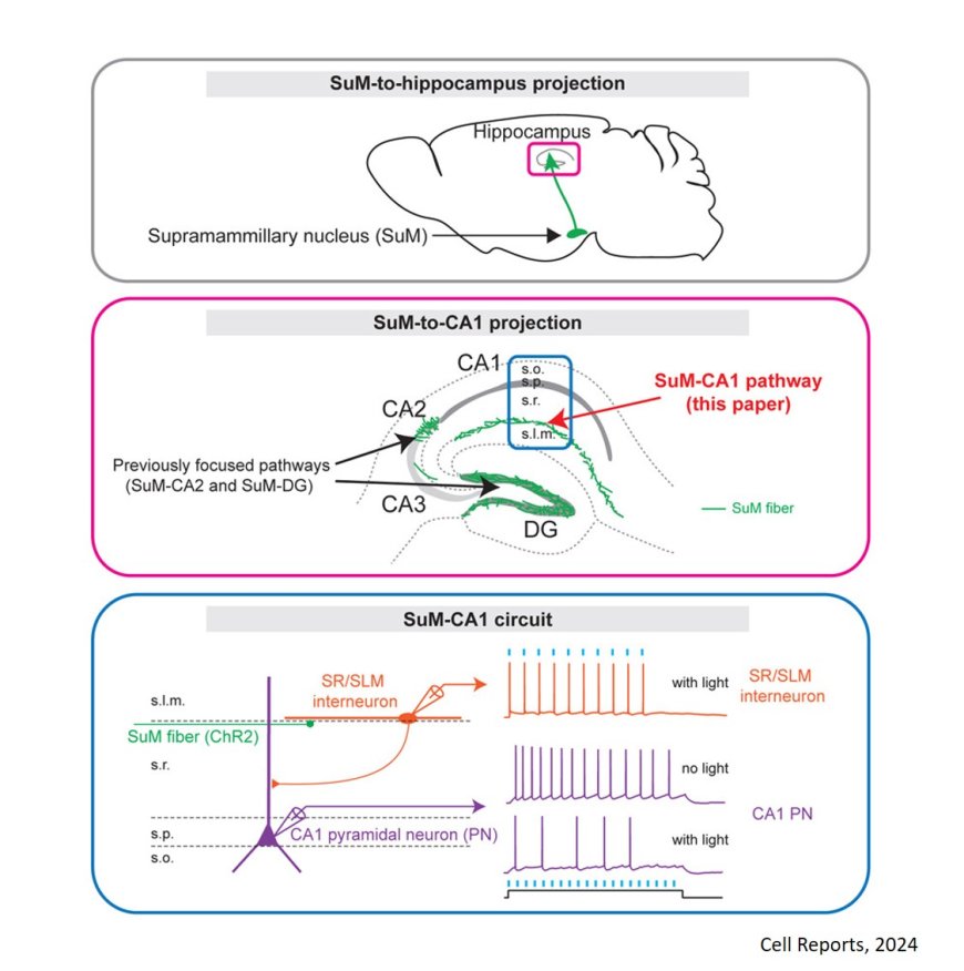 Hypothalamic supramammillary nucleus regulates hippocampal CA1 interneurons