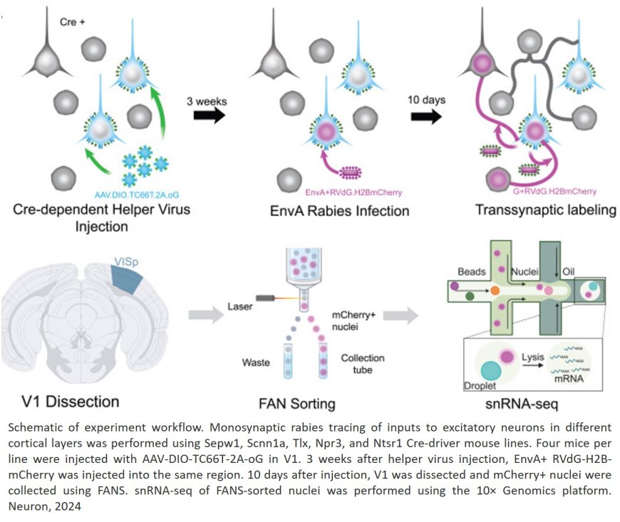 A method for identifying connectivity between brain cell types