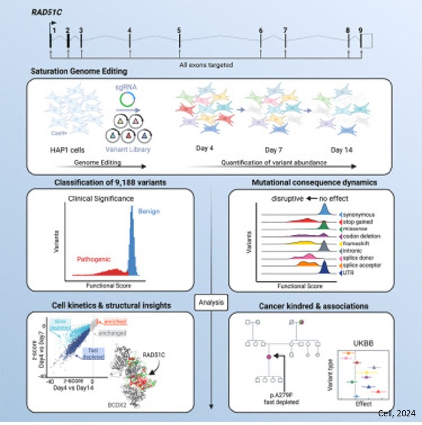 High-resolution functional mapping of RAD51C by saturation genome editing