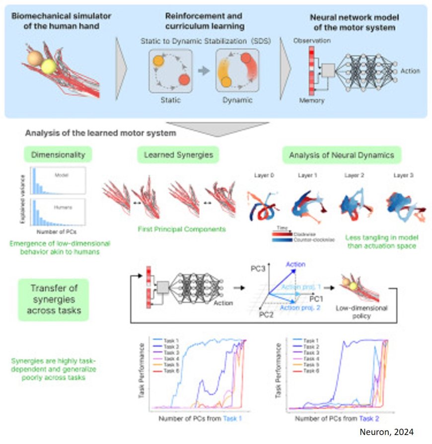 Acquiring musculoskeletal skills with curriculum- based reinforcement learning