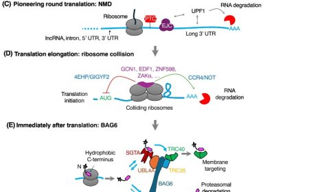 Mechanisms suppressing noncoding translation
