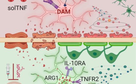 Microglia regulate cortical remyelination via TNFR1- dependent phenotypic polarization