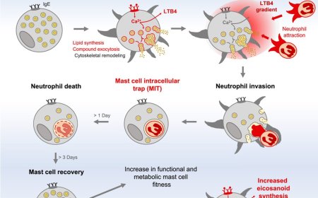 Neutrophil trapping and nexocytosis, mast cell- mediated processes for inflammatory signal relay