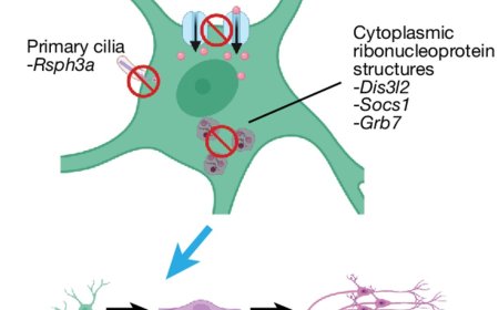 Regulators of ageing in neural stem cells