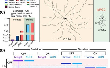 Retinal ganglion cell circuits and glial interactions