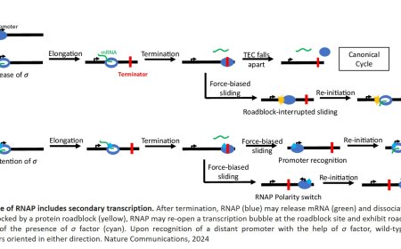 Role of mechanical forces in gene expression