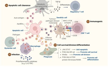 Extracellular vesicles from the apoptotic cells