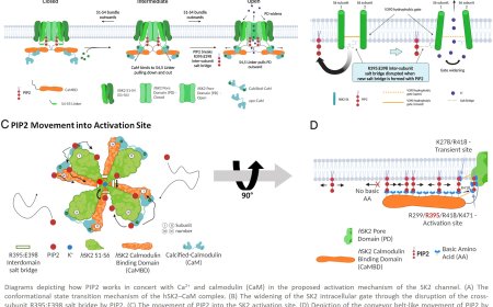 Role of lipids in regulating cardiac arrhythmias